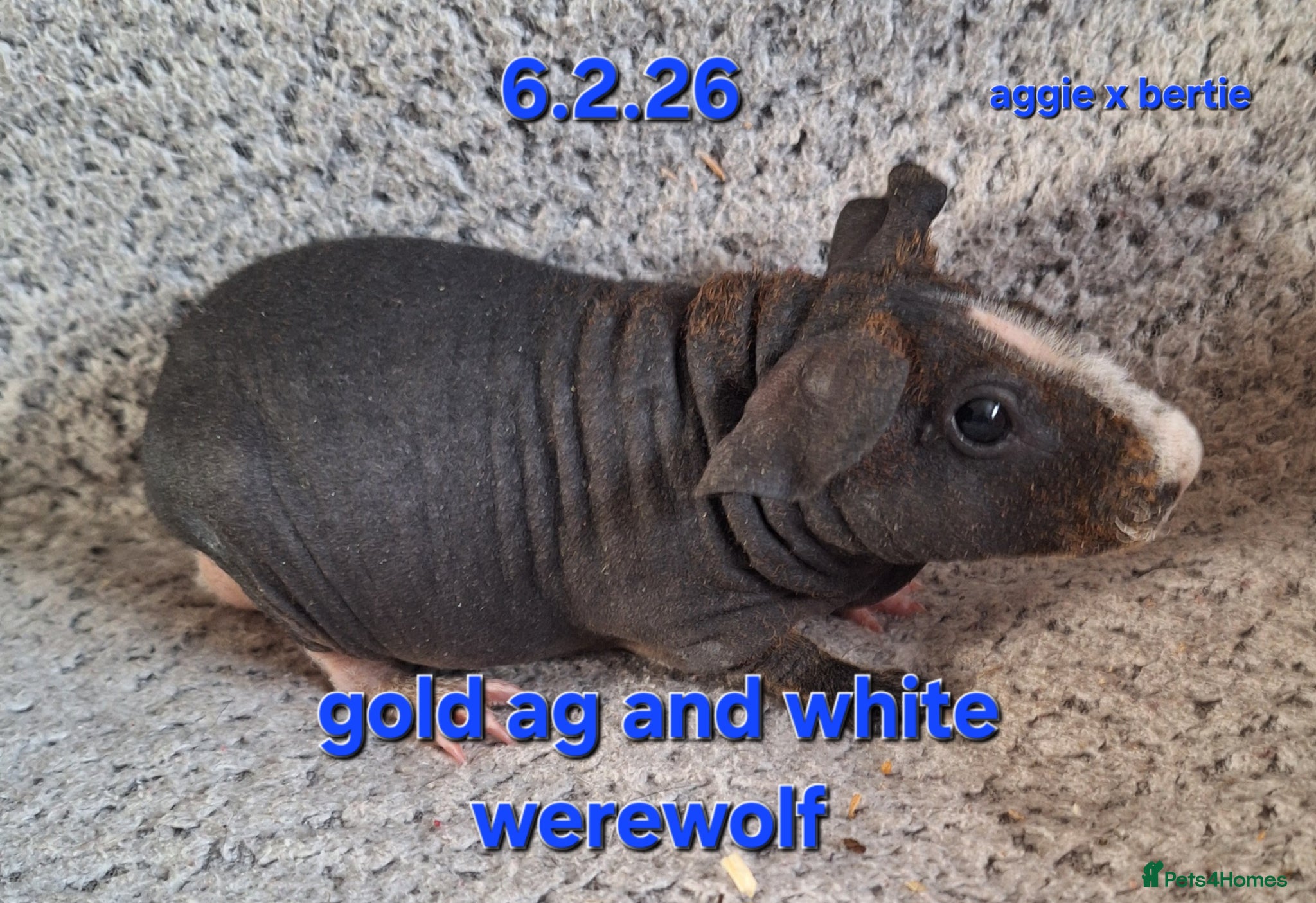 Guinea Pig rodents 5 male skinny/werewolf pig boars  - Advert 10