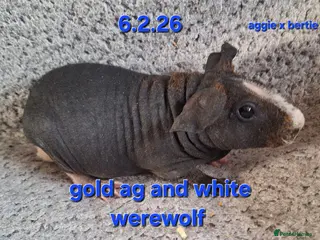 Guinea Pig rodents 5 male skinny/werewolf pig boars - Advert 10