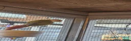 Mixed Breed birds for sale: Avairy close down - Advert 8