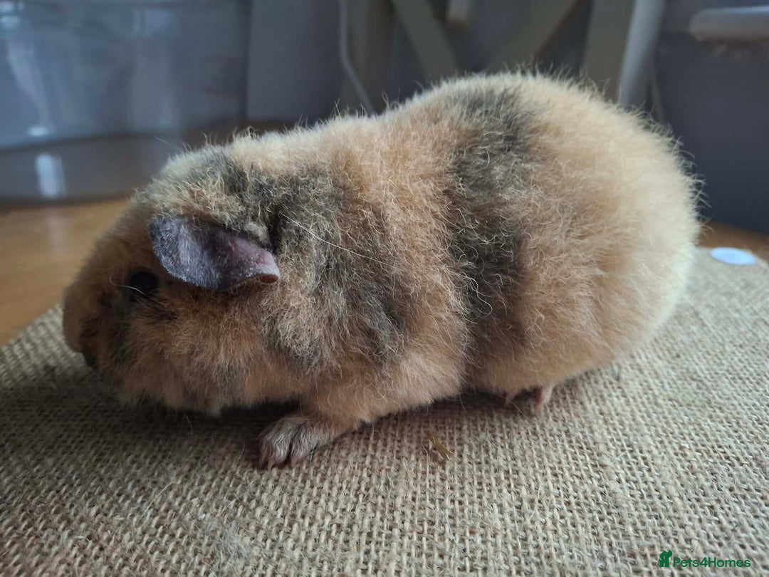 Guinea Pig rodents for sale: Teddy baby boars brothers  - Advert 7