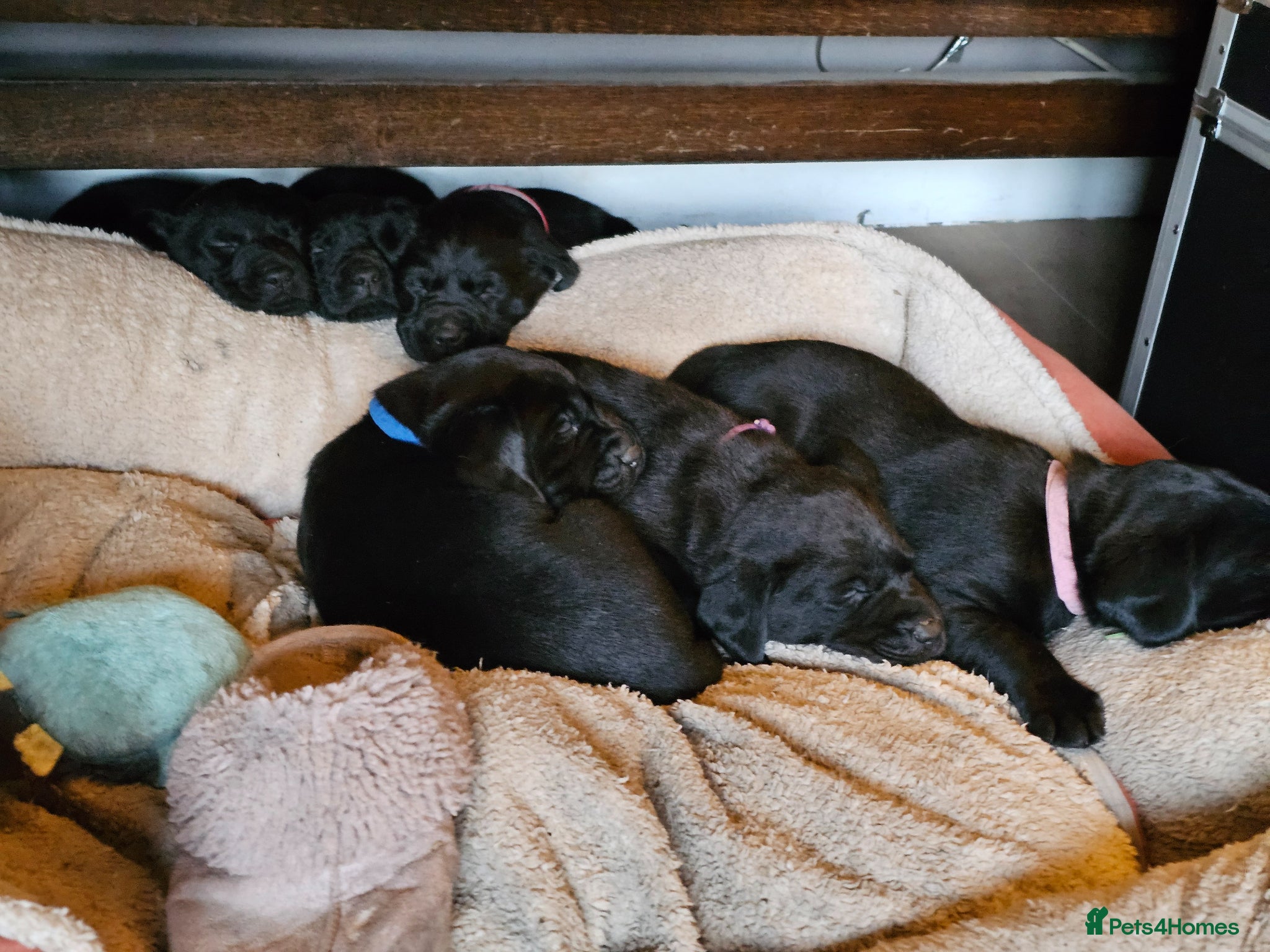 Labrador Retriever dogs Beautiful Black Labrador Puppies - Advert 2