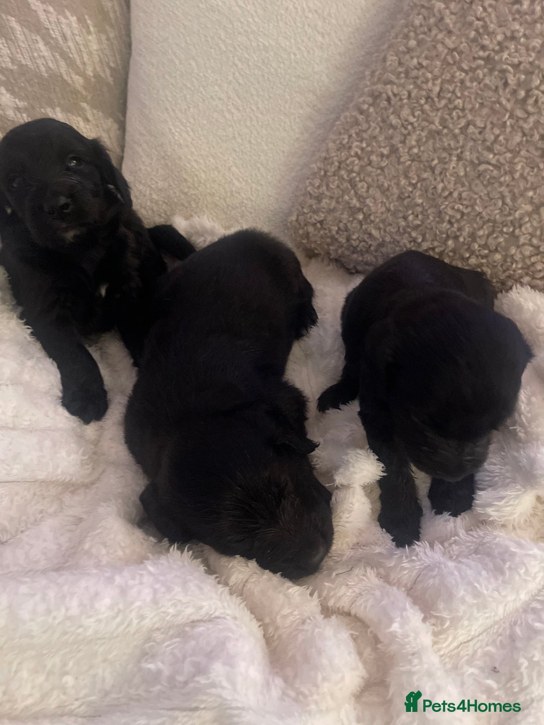 Mixed Breed dogs for sale: Gorgeous puppy’s  - Advert 11