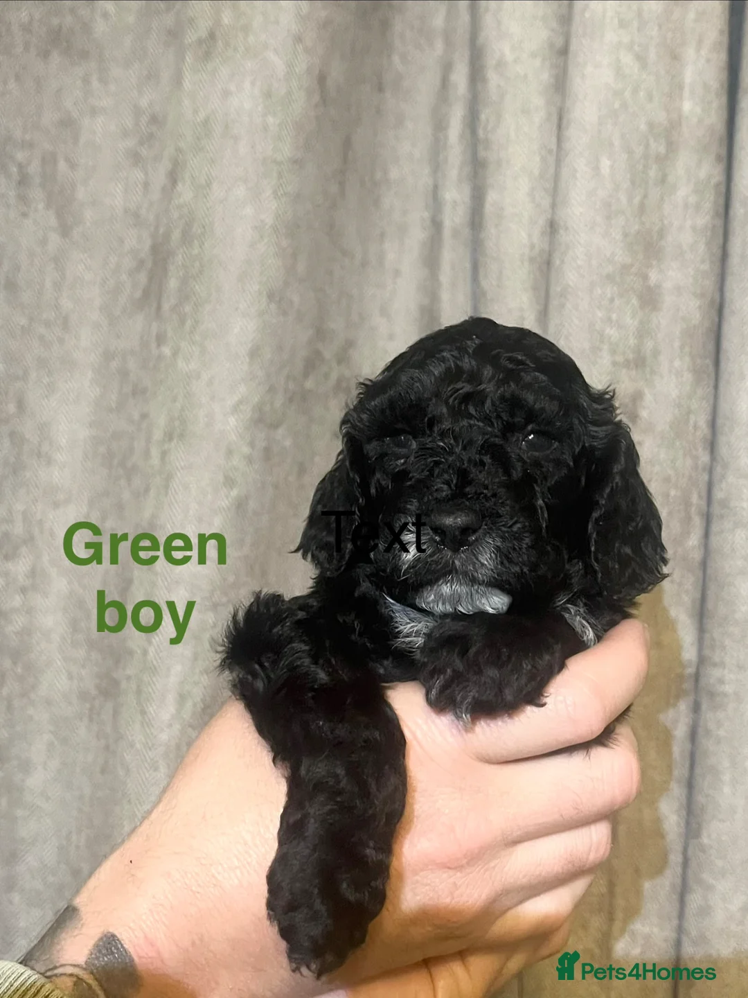 Cockapoo dogs for sale: 7 Miniature cockapoos  - Advert 9
