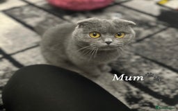 Scottish Fold cats for sale: Handsome boys available  - Image 8
