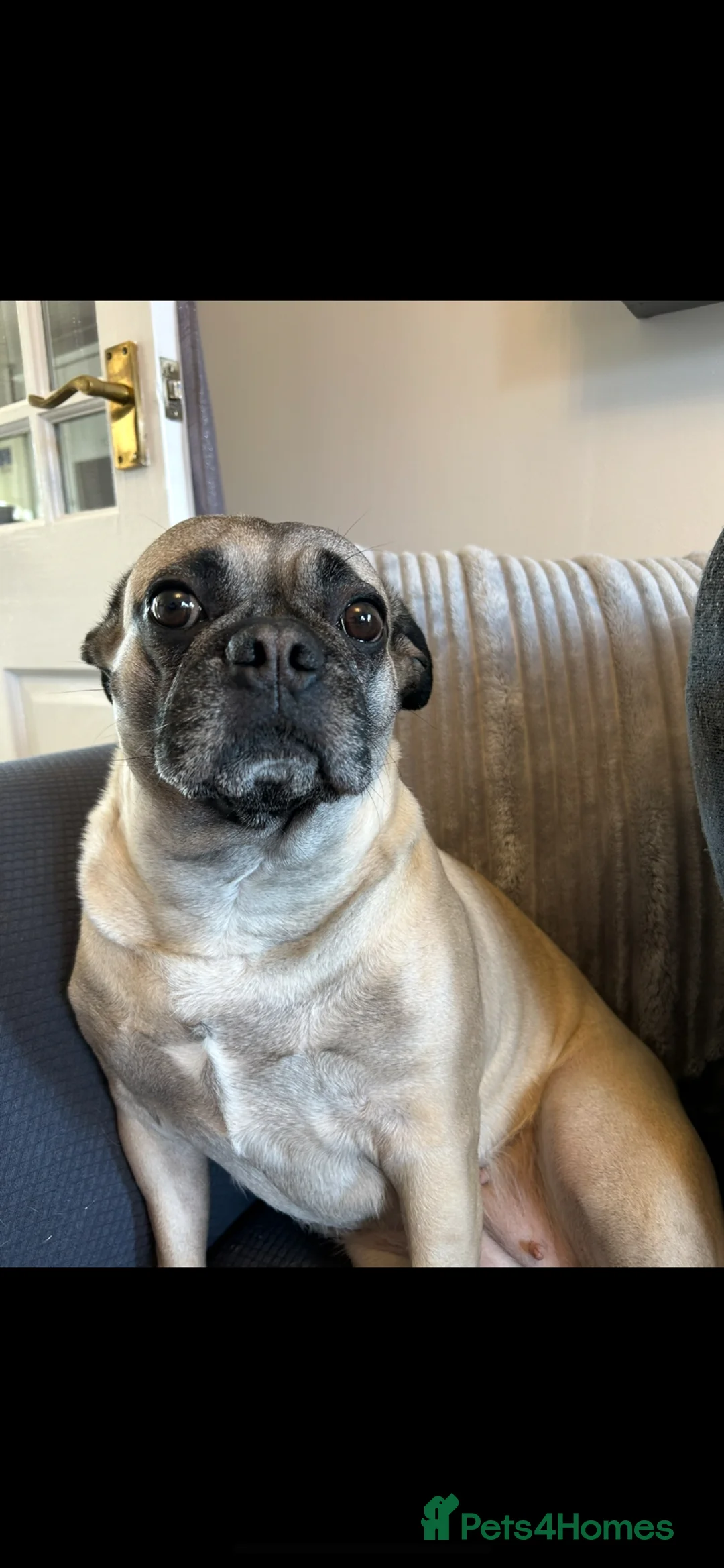 Mixed Breed dogs for sale: Dobbie and Ivy.  - Advert 7