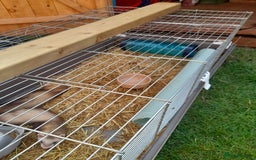 Ferret rodents for sale: X2 male ferrets free to good home - Image 2