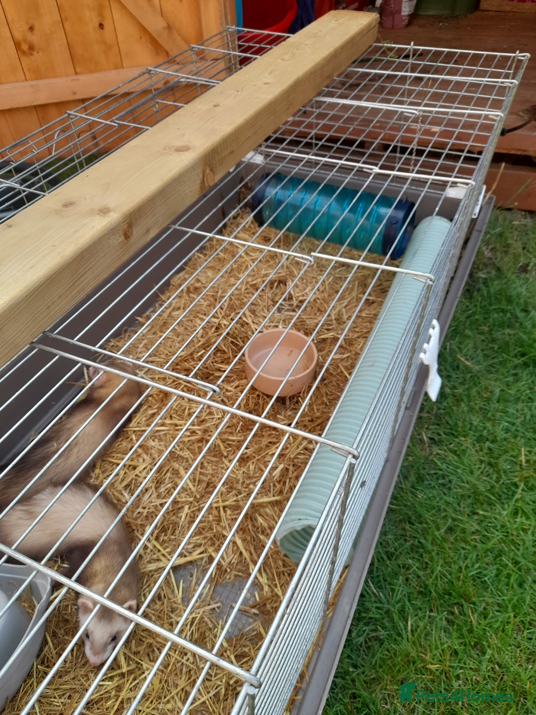 Ferret rodents for sale: X2 male ferrets free to good home - Image 2