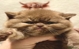 British Shorthair cats for sale: Exceptional BSH Girls, Champion Bloodlines - Advert 18