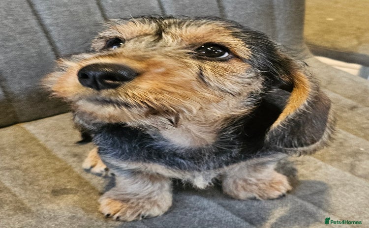 Dachshund dogs - Advert 3