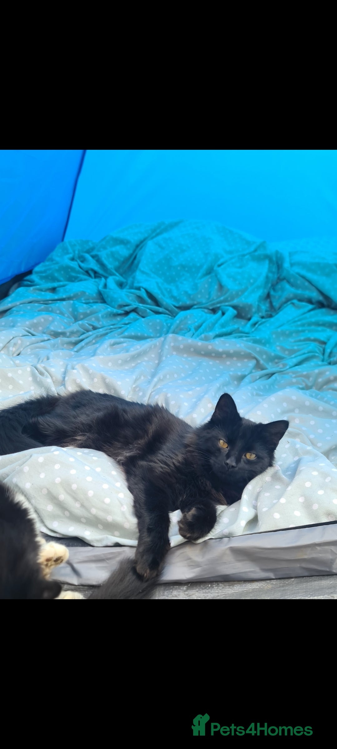 Mixed Breed cats for sale: Friendly bunch of beautiful kittens  - Image 10