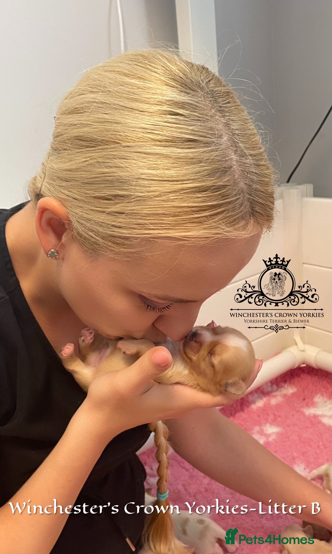 Yorkshire Terrier dogs for sale: ❤️ Champion heritage KC reg.PEDIGREE puppies! 🐶❤️ - Image 34