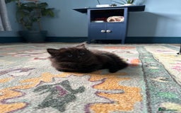 Mixed Breed cats for sale: Social loving ragdoll cross fluffy black blue eyes - Image 1