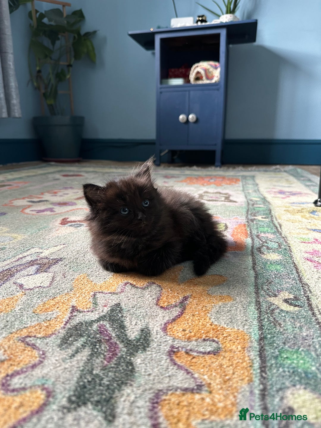 Mixed Breed cats for sale: Social loving ragdoll cross fluffy black blue eyes - Image 1