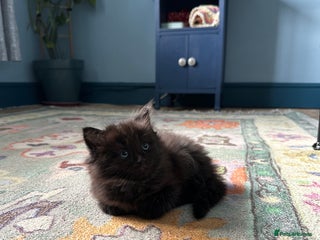 Mixed Breed cats - Advert 6