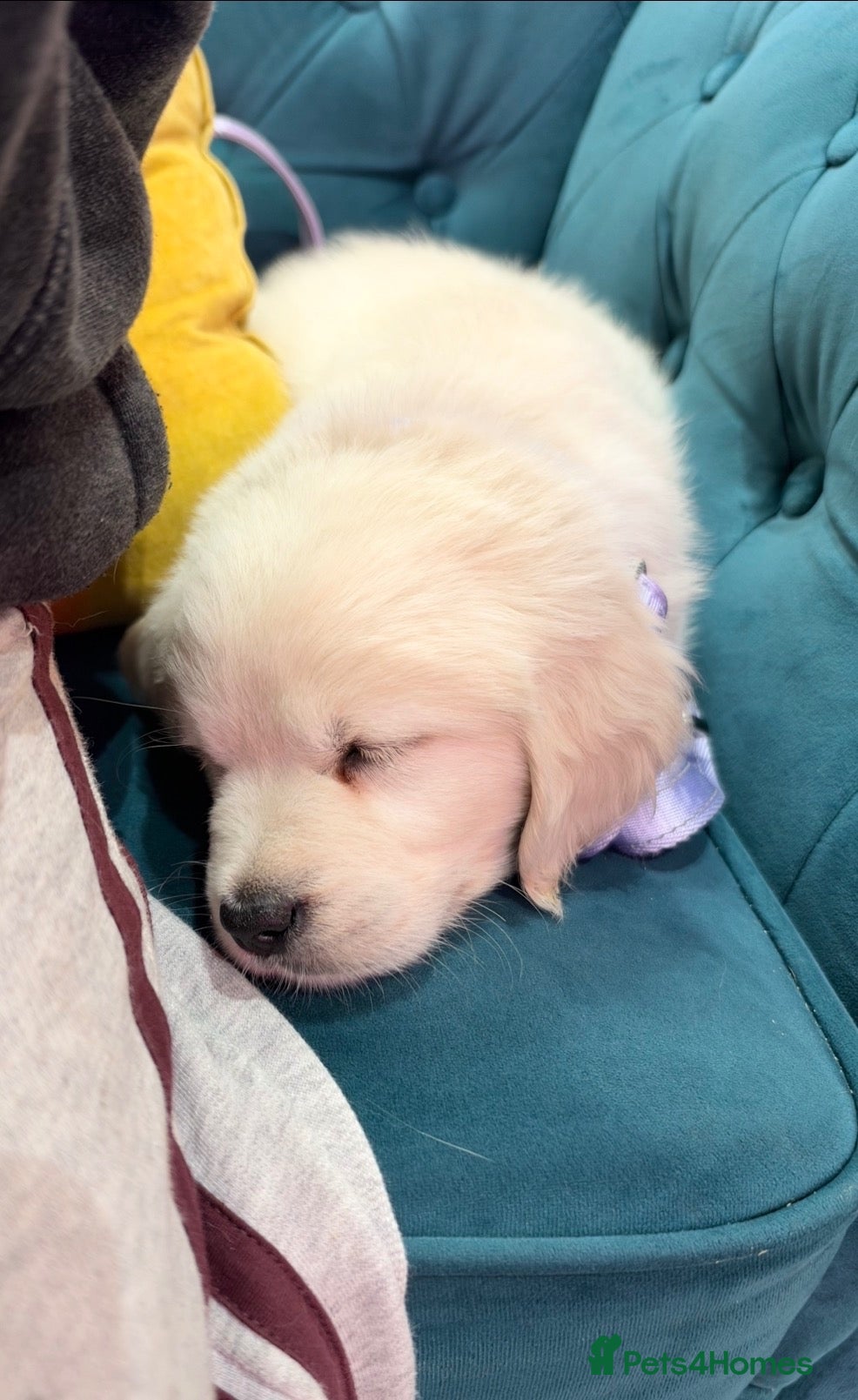 Golden Retriever dogs for sale: Golden retriever Pup - Advert 2
