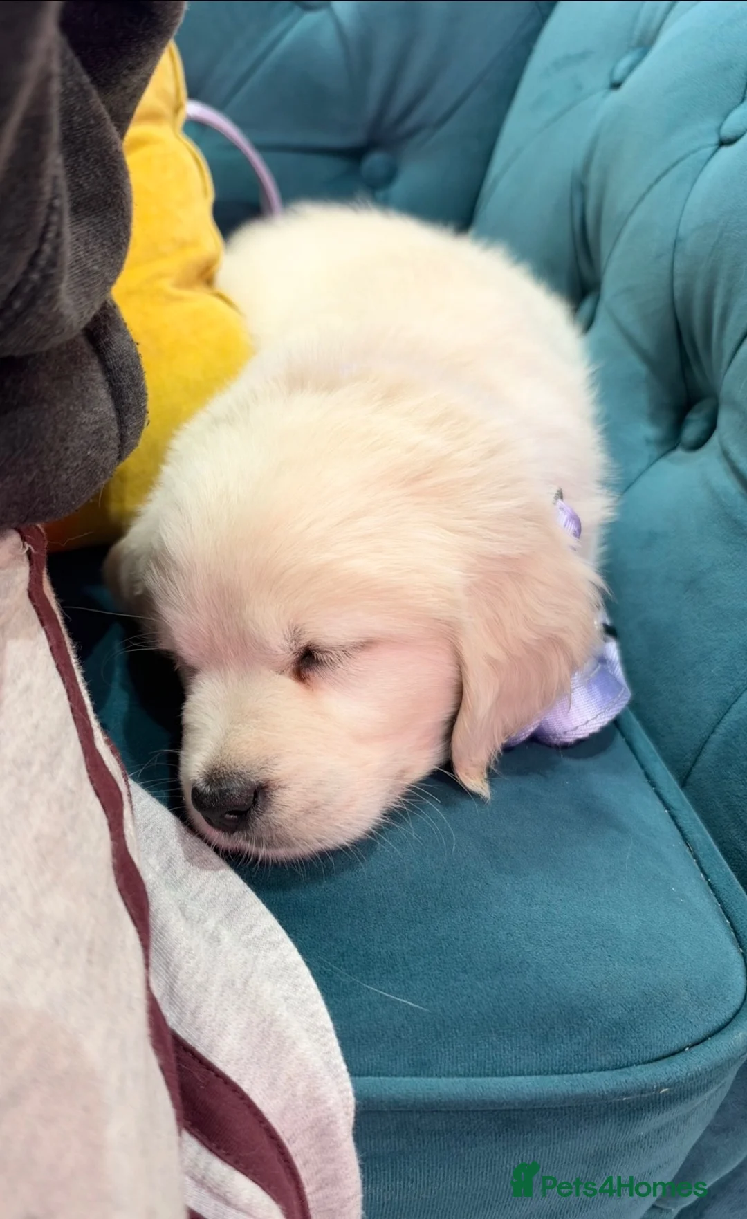 Golden Retriever dogs for sale: Golden retriever Pup - Advert 2