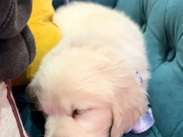 Golden Retriever dogs for sale: Golden retriever Pup - Advert 2
