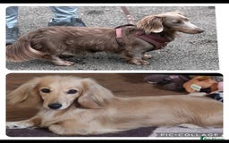 Miniature Dachshund dogs for sale: **READY ** KC REG LONG HAIR MINIATURE DACHSHUNDS - Image 11