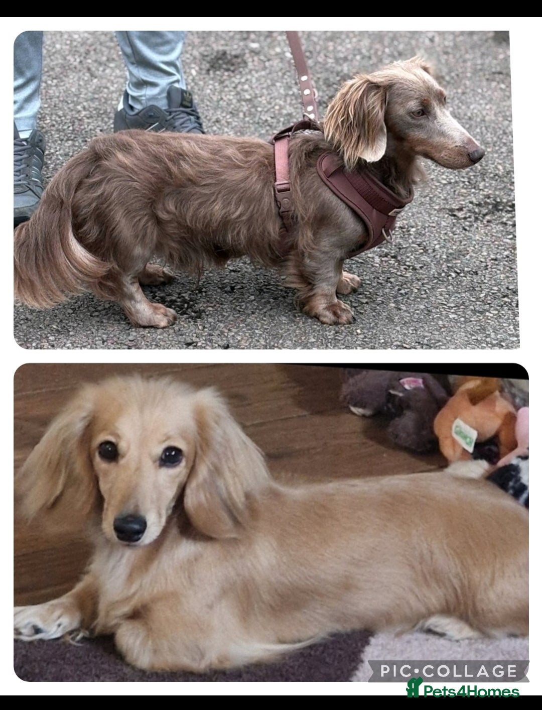 Miniature Dachshund dogs for sale: **READY ** KC REG LONG HAIR MINIATURE DACHSHUNDS - Image 11