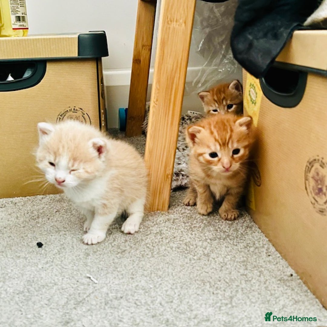 Mixed Breed cats for sale: Adorable kittens looking for loving homes - Image 5
