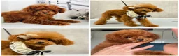 Toy Poodle dogs for sale: 🧸READY NOW Asian Poodle Girl🧸 - Advert 2