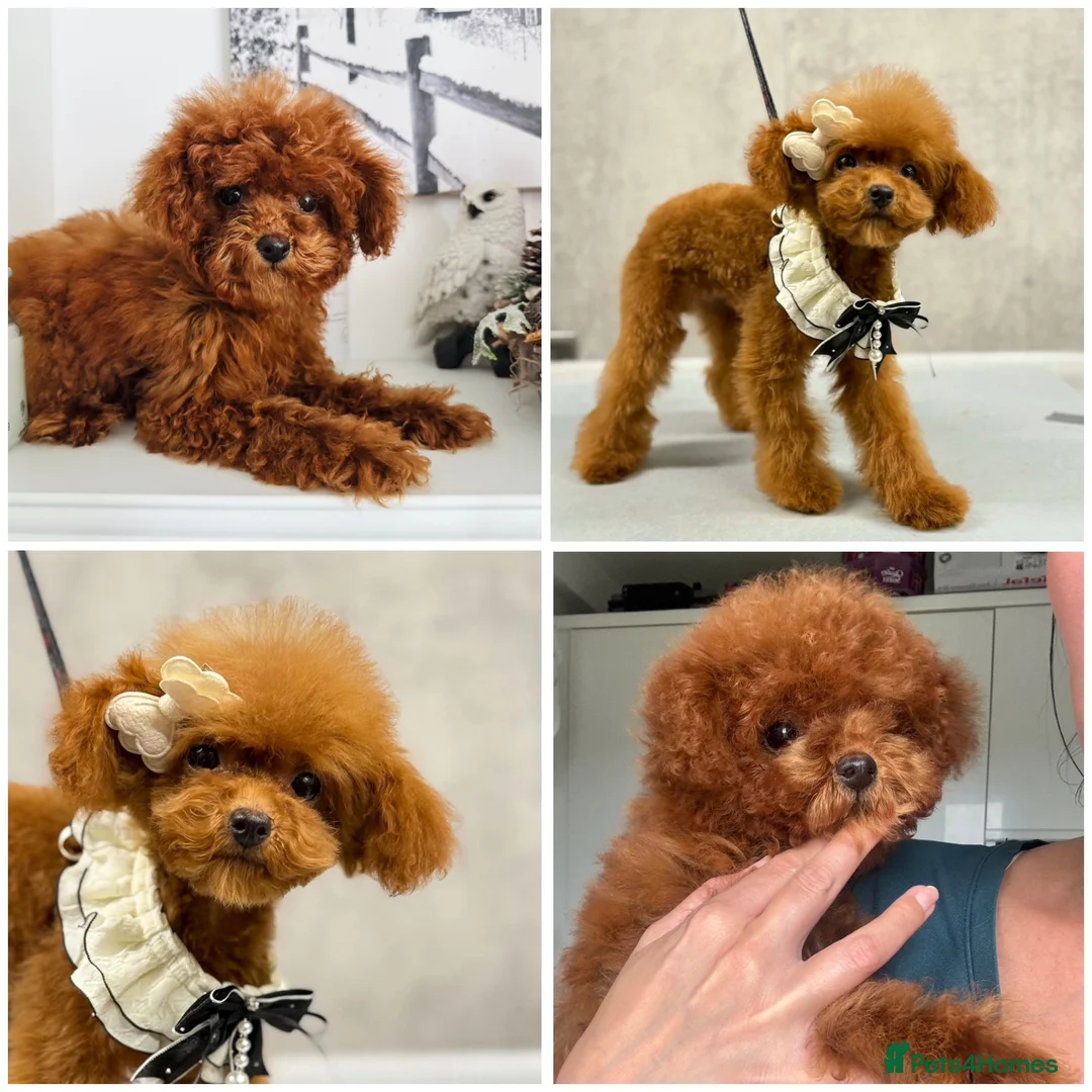 Toy Poodle dogs for sale: 🧸READY NOW Asian Poodle Girl🧸 - Advert 2
