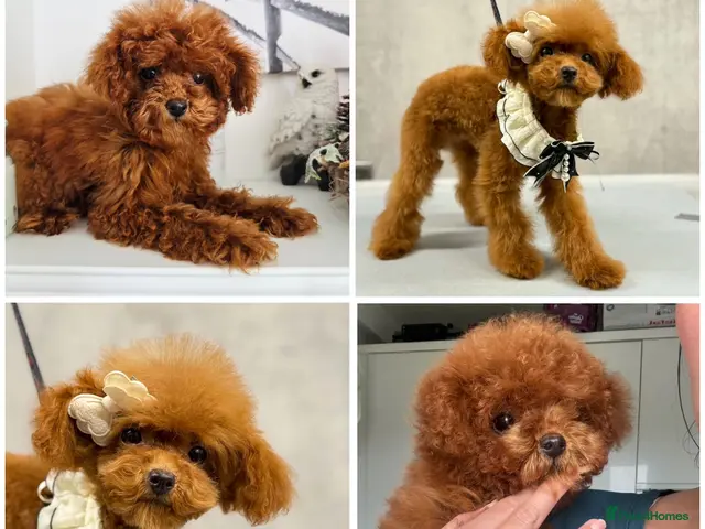 Toy Poodle dogs for sale: 🧸READY NOW Asian Poodle Girl🧸 - Advert 2