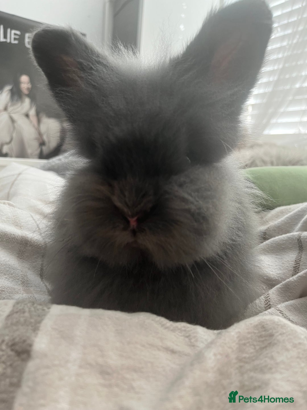 Mini Lop rabbits for sale: Rabbit pair for rehoming - Advert 5