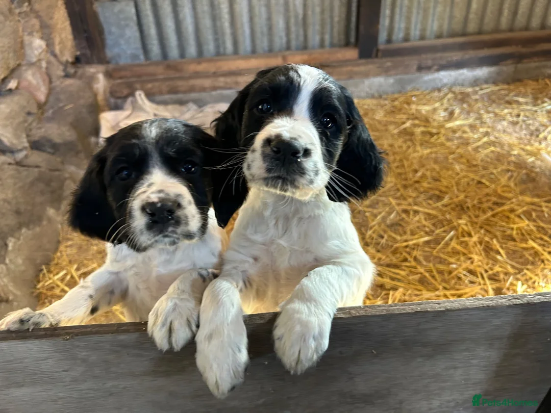 Sprocker dogs for sale: sprockers in Banchory - Advert 1