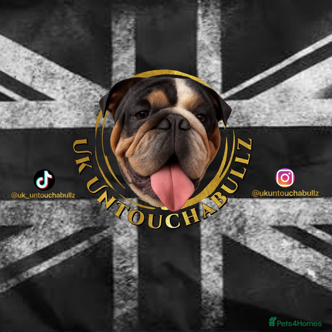 English Bulldog dogs A LITTER NOT TO BE MISSED 🔥 - Advert 3