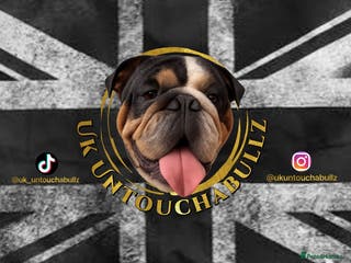 English Bulldog dogs A LITTER NOT TO BE MISSED 🔥 - Advert 7