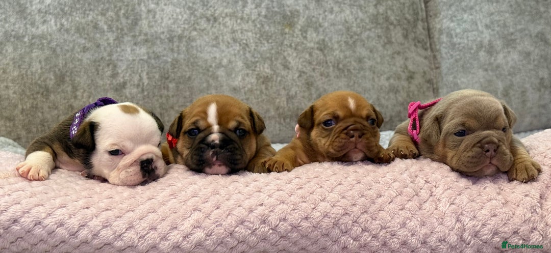 English Bulldog dogs for sale: English Bulldog puppies for sale KC registered  - Image 1