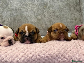 English Bulldog dogs - Advert 10
