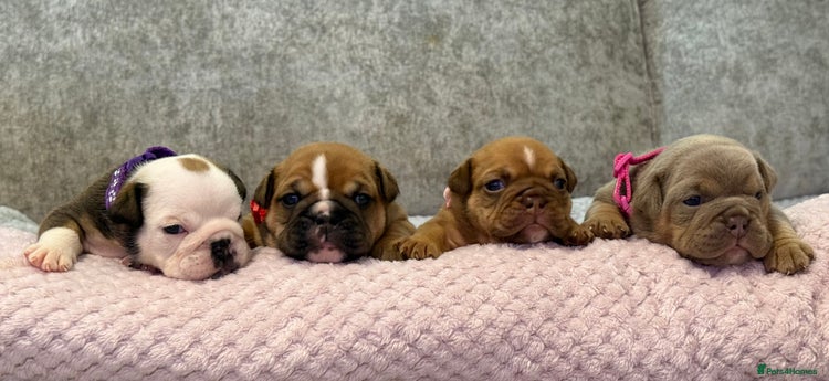 English Bulldog dogs - Advert 1