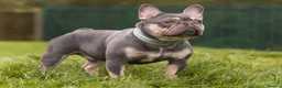French Bulldog dogs for stud: Lilac and tan French bulldog package deal  in Basildon - Advert 3