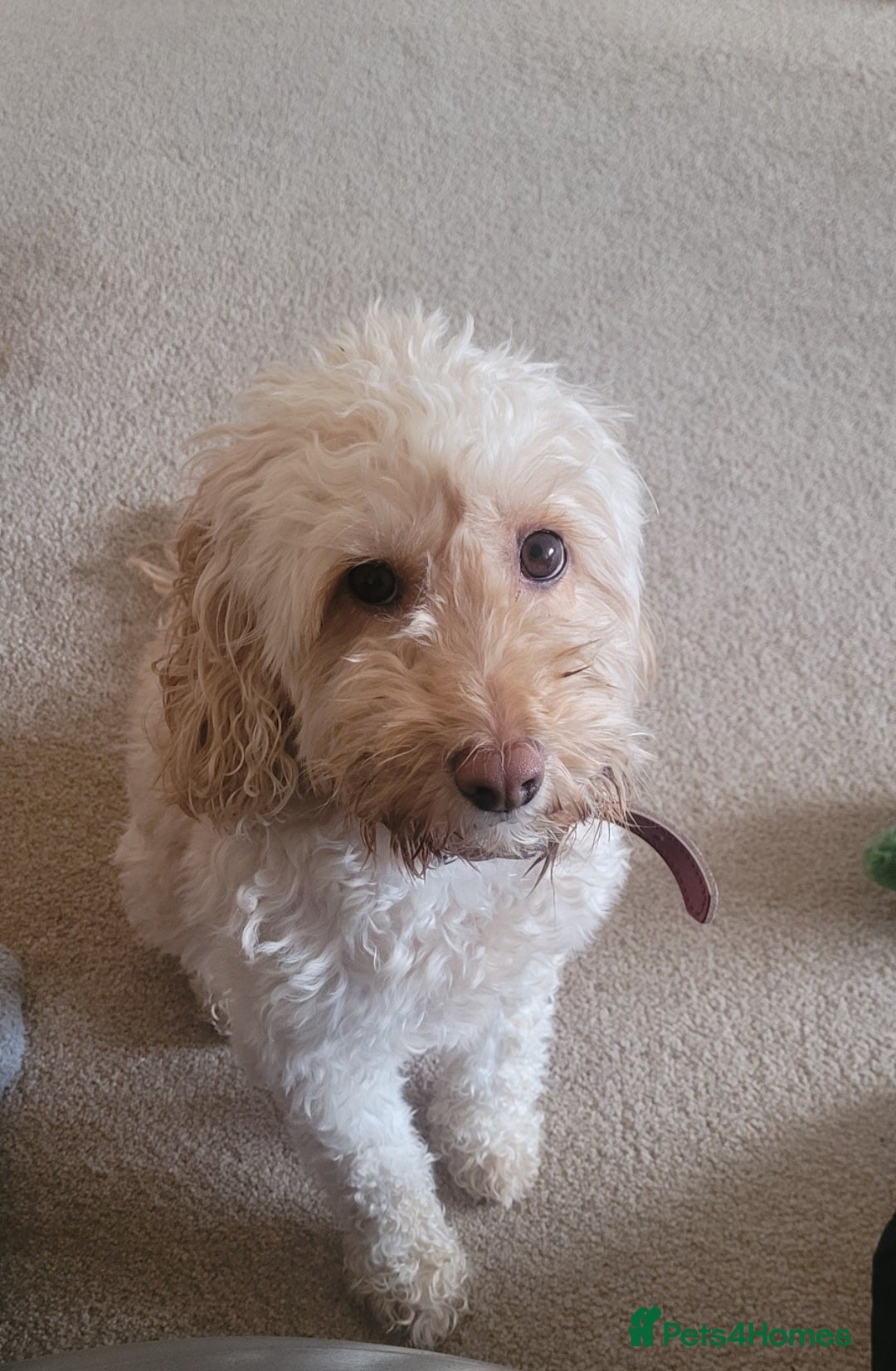 Cockapoo dogs for sale: Cockapoo for sale - Advert 5