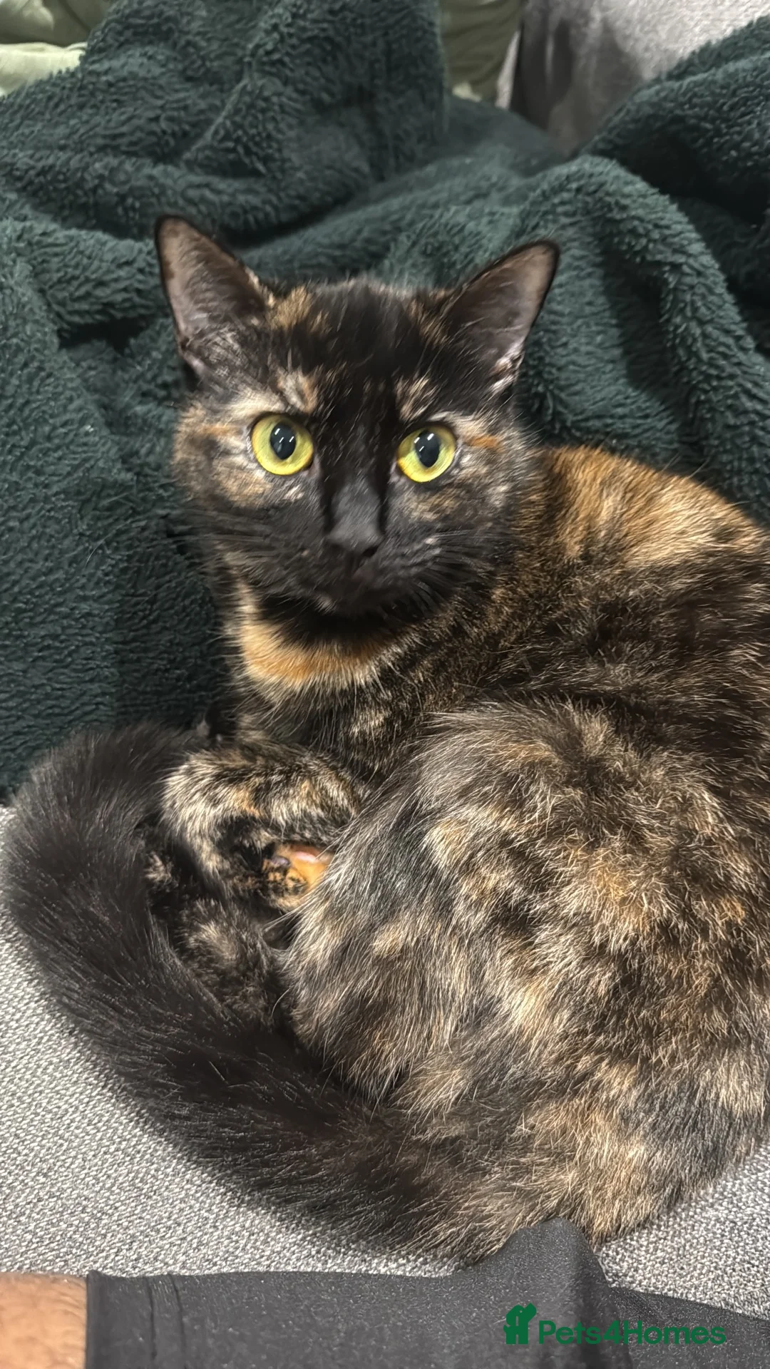 Domestic Shorthair cats for sale: Rare tortie shorthair for sale in Leicester - Advert 5