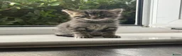 Mixed Breed cats for sale: 🐾 Adorable Kittens for Sale 🐾 - Advert 5
