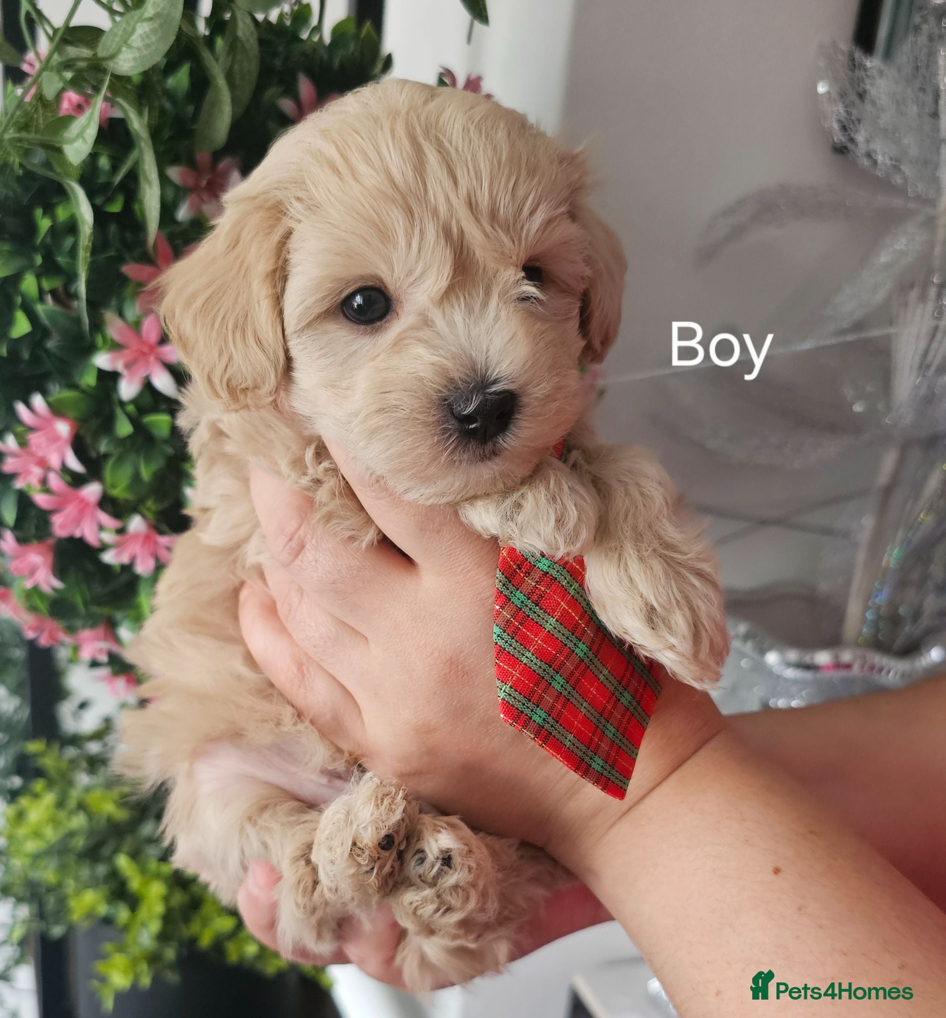 Maltipoo dogs READY NOW . 3 girls 1 boy left  - Advert 2