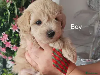 Maltipoo dogs READY NOW . 3 girls 1 boy left - Advert 2