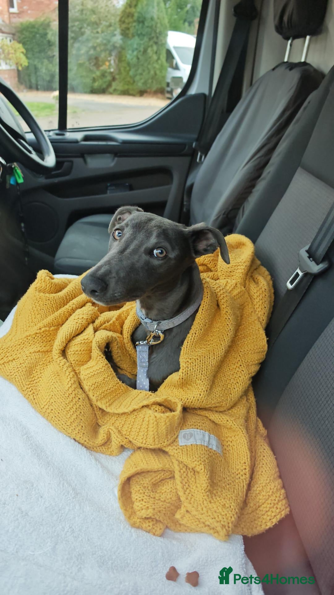 Whippet dogs Sweetest Boy Needs a Loving Home - Advert 2
