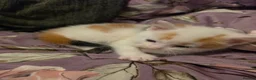 Mixed Breed cats for sale: look at all those tiny fluffballs!  - Advert 27