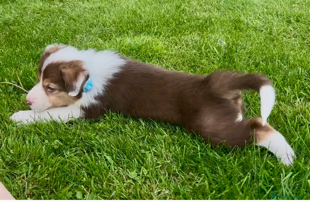 Border Collie dogs for sale: Beautiful Border Collie pups for sale  - Image 2