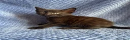 Maine Coon cats for sale: Maine coon x  - Advert 31