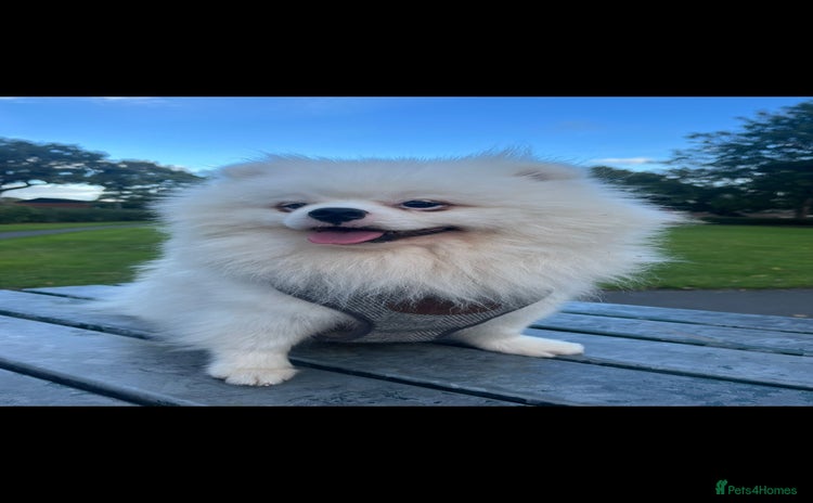 Pomeranian dogs - Advert 11