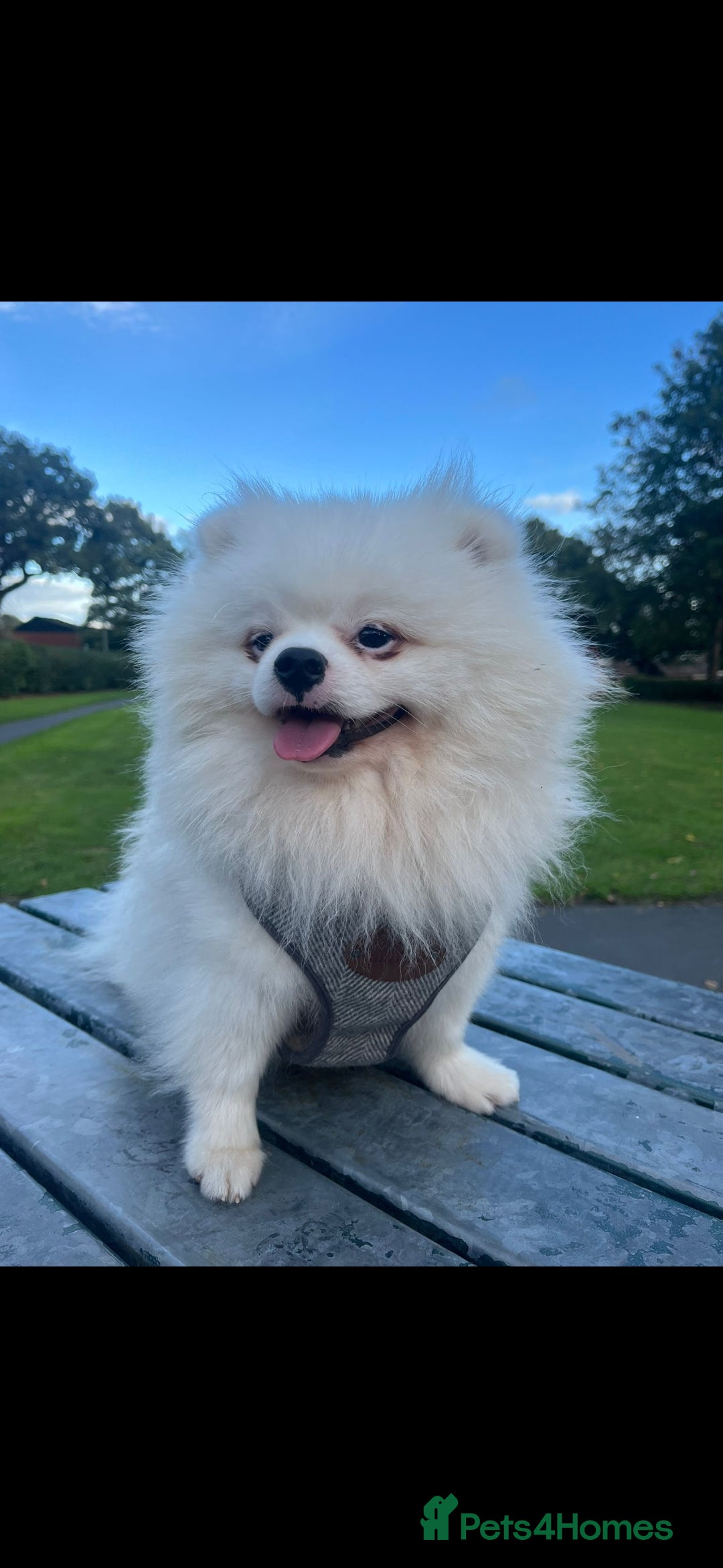 Pomeranian dogs for sale: Pomeranian  - Image 1