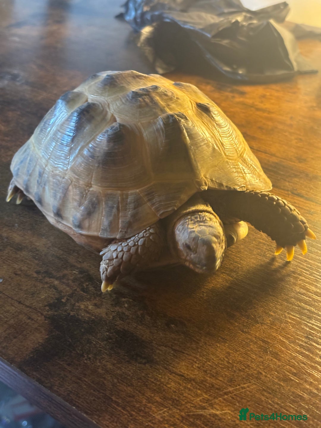 Tortoise reptiles for sale: Russian/Horsefeild Tortoise - Advert 3