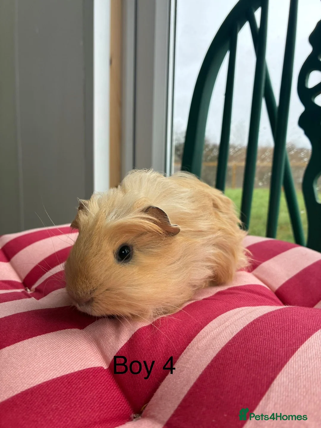 Guinea Pig rodents for sale: Baby guinea pigs for sale  - Advert 11