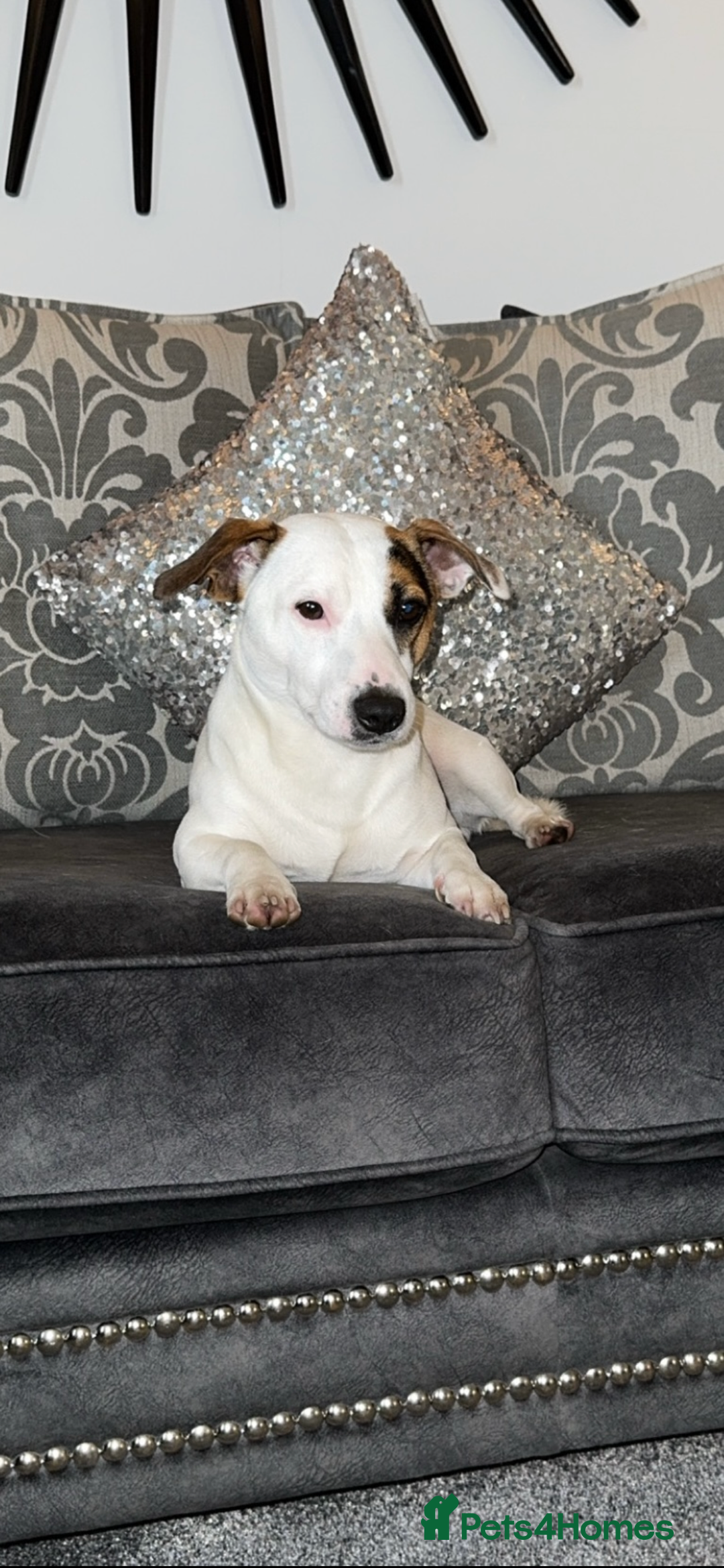 Jack Russell dogs for stud: Jack Russell For Stud - Advert 3