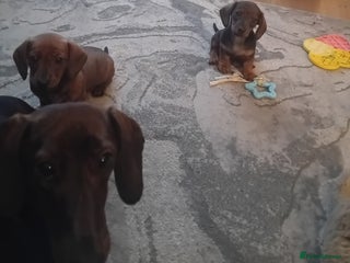 Miniature Dachshund dogs 3 gorgeous mini Dachshunds - Advert 19